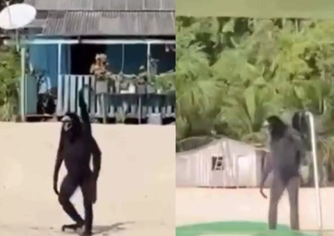 Macaco andando ereto como humano surpreende turistas no Pará; vídeo