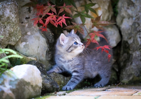Galinha ‘adota’ três filhotes de gato e viraliza na web; veja