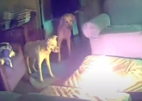 Cachorro causa incêndio em casa após mastigar bateria de celular; vídeo