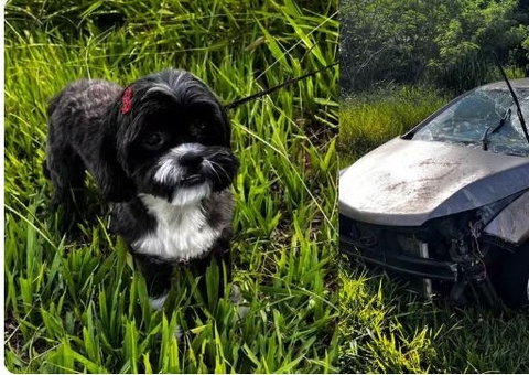 Cachorro pula no colo de motorista e causa capotamento com crianças