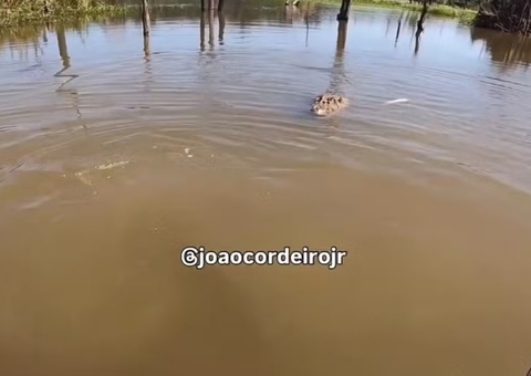 Pescador tenta alimentar jacaré gigante e quase vira lanche na Amazônia; vídeo