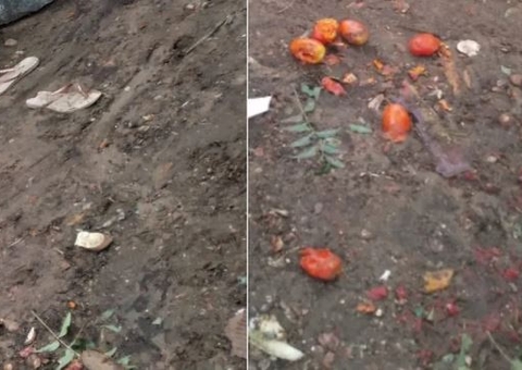 Caseiro morre após ataque de porco