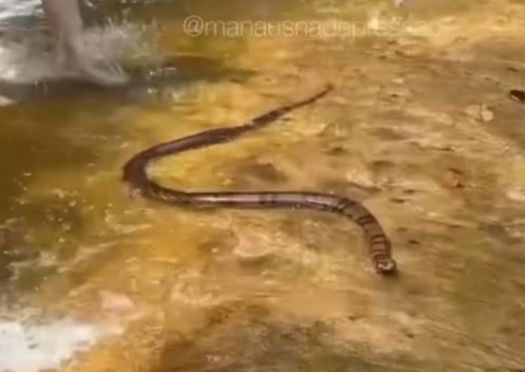 Cobra assusta banhistas em balneário no Amazonas; vídeo