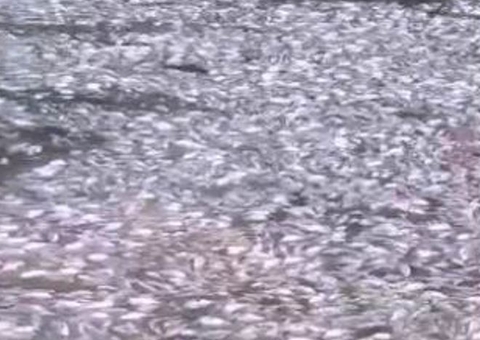 Centenas de peixes mortos são encontrados em lago de Manaus