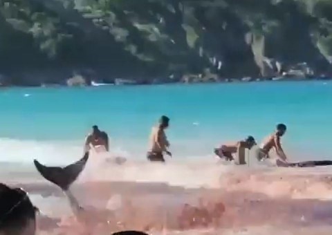 Vídeo: Banhistas entram em desespero ao confundirem baleias com ataque de tubarões