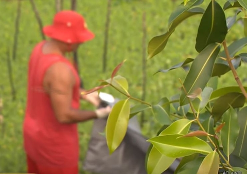 Queimado, corpo de homem é achado boiando em meio à vegetação em igarapé de Manaus