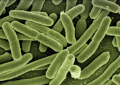 OMS define 17 patógenos prioritários para o desenvolvimento de novas vacinas