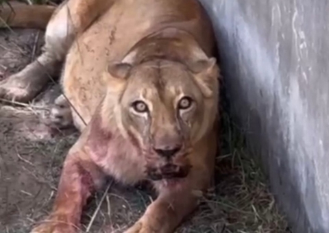 Leoa que atacou invasor ficou "em choque" e "estressada" após tragédia