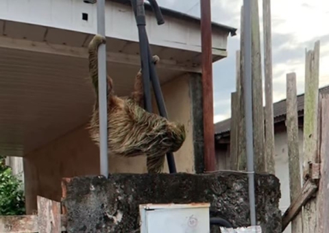 Bicho-preguiça é resgatado ao invadir terreno de casa no Amazonas 