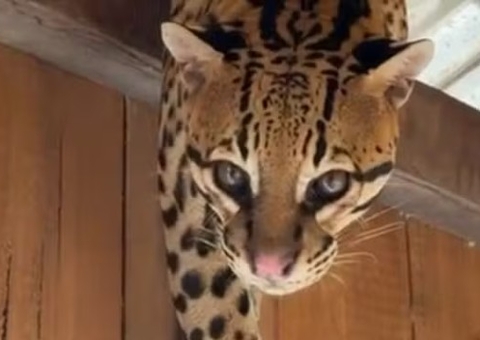 Jaguatirica "ilidada" surpreende moradores de flutuante no Amazonas