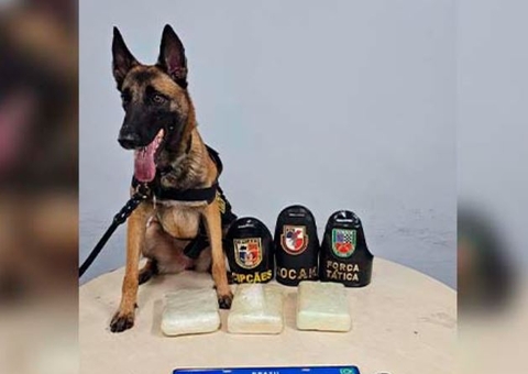 Carga de cocaína é encontrada dentro de carro no pátio de empresa em Manaus