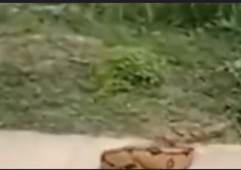 Cobra invade gramado de estádio no Amazonas; vídeo