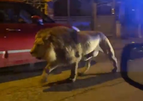 Leão foge de circo e cidade entra em alerta; vídeos