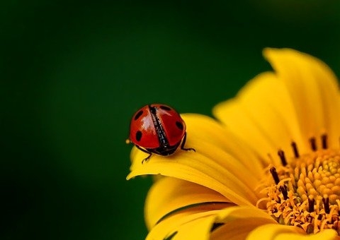 Durante colonoscopia, médico acha joaninha no intestino de homem