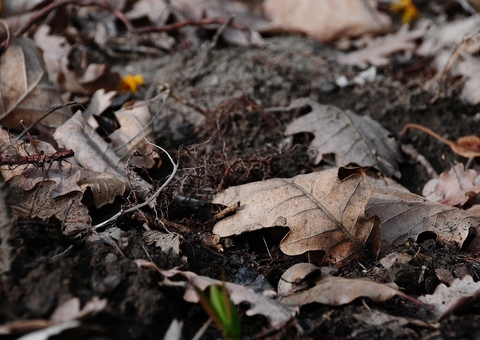 Mulher é presa suspeita de matar e enterrar bebê em comunidade no Amazonas