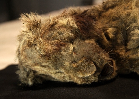 Leão encontrado na Sibéria é o animal da Era do Gelo mais bem preservado