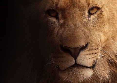 Prorrogação do Imposto de Renda também vale para débitos com a Receita