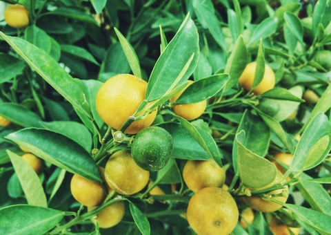 Saiba se o limão pode ajudar a manter o peso sob controle