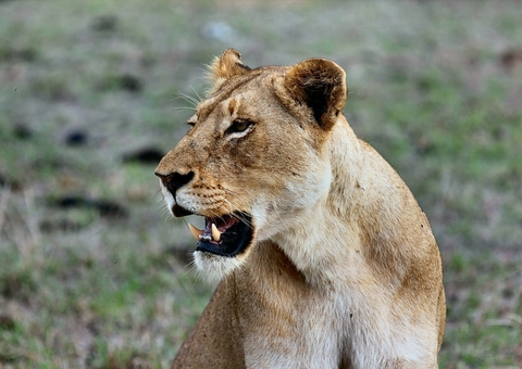 Leoa morre de covid-19 em zoológico da Índia 