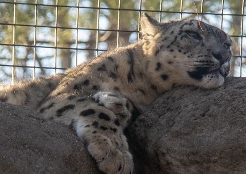 Três leopardos-das-neves morrem em zoológico por complicações da Covid