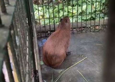 Sob clima de tensão, manifestantes pedem liberação da capivara Filó na frente do Ibama em Manaus 