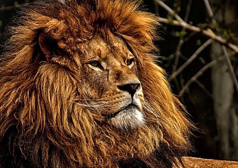 Caçadores de rinoceronte são mortos e comidos por leões na África do Sul