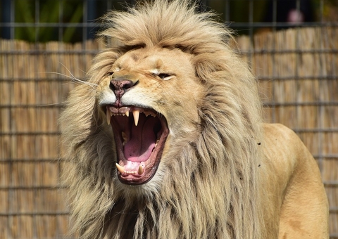 Leões fogem de jaula e espalham terror em zoológico 