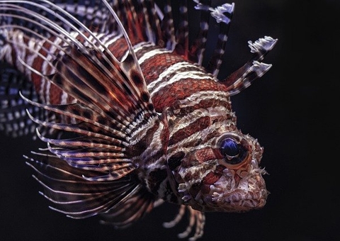  Peixe venenoso capturado em Fernando de Noronha acende alerta de ambiental