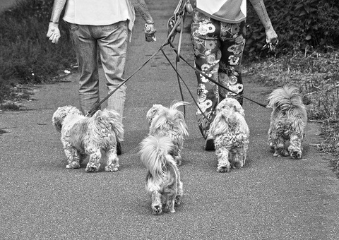 Cachorros desenvolvem olfato durante passeios