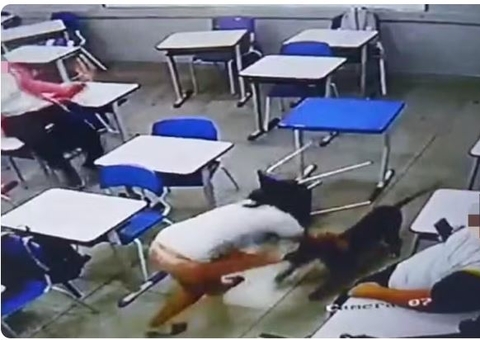 Cachorro ataca estudante dentro de sala de aula; vídeo