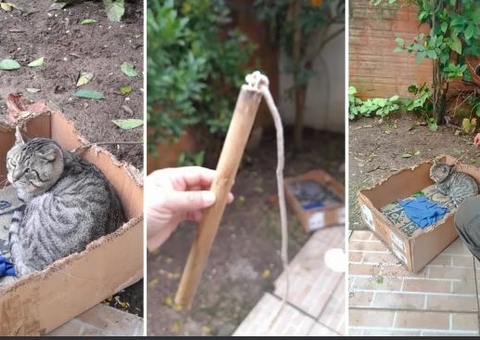 Mulher é presa por amarrar gatos e chicoteá-los