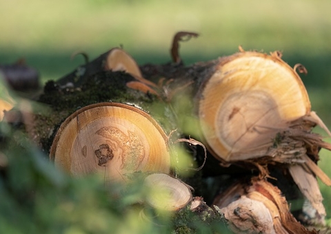 Desmatamento cresceu 22% em fevereiro na Amazônia, indica Inpe