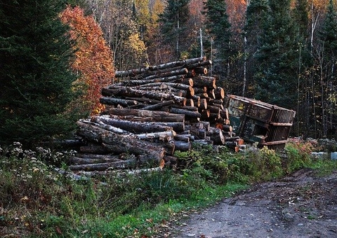 Desmatamento recorde em outubro contradiz discurso do Brasil na COP26