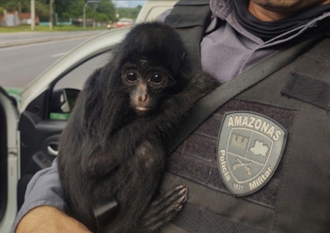 Macaco é resgatado após invadir casa em Manaus