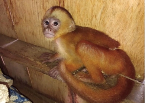 Animais silvestres são apreendidos em cativeiro no Amazonas