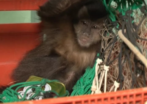 Macaco é resgatado com lata de azeite presa ao braço; Sofreu ferimentos graves