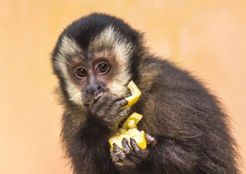 Justiça concede guarda definitiva para tutora de macaco-prego