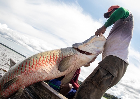 Pirarucu é encontrado em rio nos EUA e preocupa autoridades