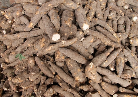 Consumir macaxeira ajuda a combater artrite; conheça benefícios