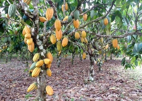 Cacau da Amazônia sustentável pode obter selo de certificação nacional