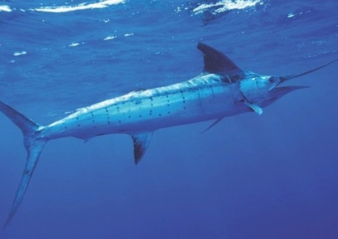 Conheça os 5 peixes mais velozes do mundo