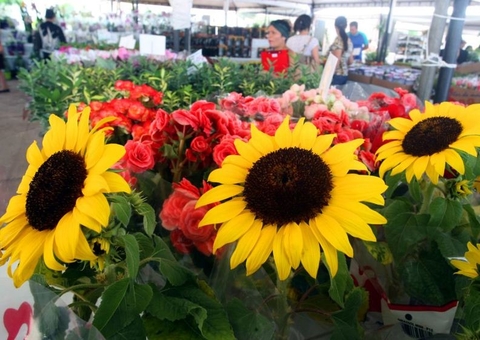 Manaus recebe Festival de Flores de Holambra neste sábado