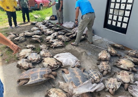 Homem é preso com mais de 80 tartarugas que seriam vendidas no Amazonas
