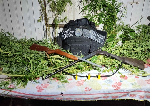 Polícia encontra plantação de maconha em reserva florestal em Pauini