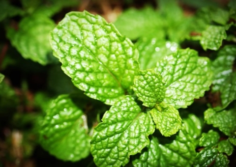 Saiba como combater as baratas usando esta planta