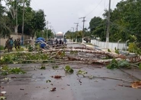Temporal em Tefé derruba árvore e atinge família em motocicleta; vídeo
