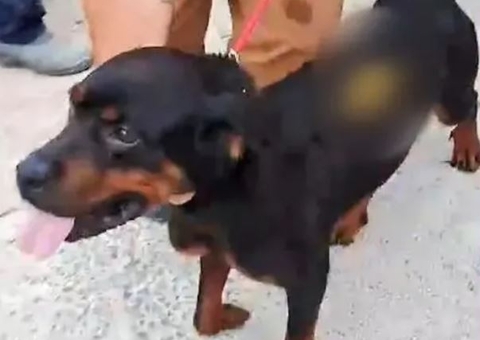 Mulher crava chave de fenda nas costas de cachorro que procurava comida no lixo