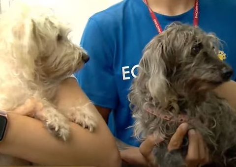 Homem é indiciado por estuprar cadela em Manaus e divulgar vídeo do crime 