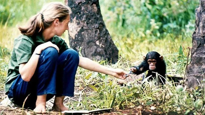 Jane Goodall, que revelou traços humanos dos grandes macacos, morre aos 91 anos