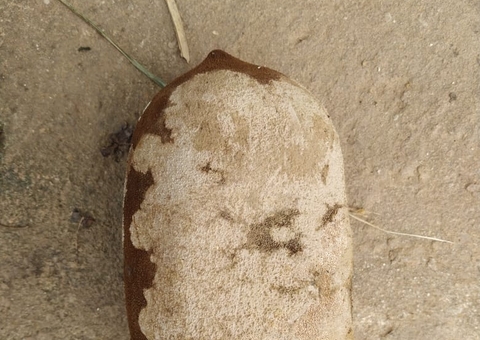 Praga devastadora faz Adaf proibir transporte de cacau e cupuaçu no Amazonas